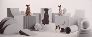 nubank-nudog