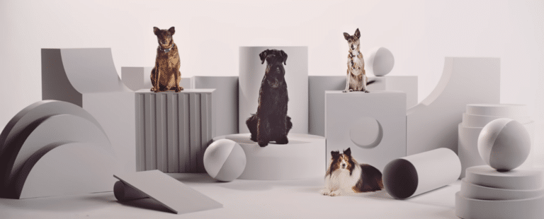 Nubank e Zee.Dog se unem para por um fim na destruição de cartões por cachorros