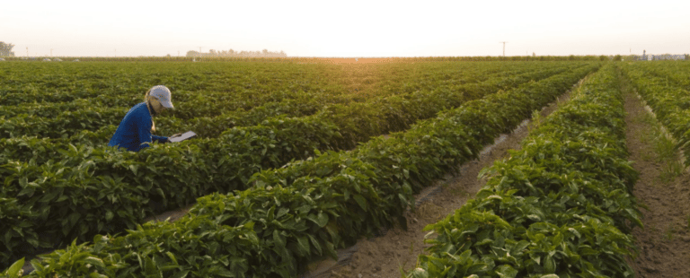 Bayer realiza live commerce para impulsionar a agricultura digital