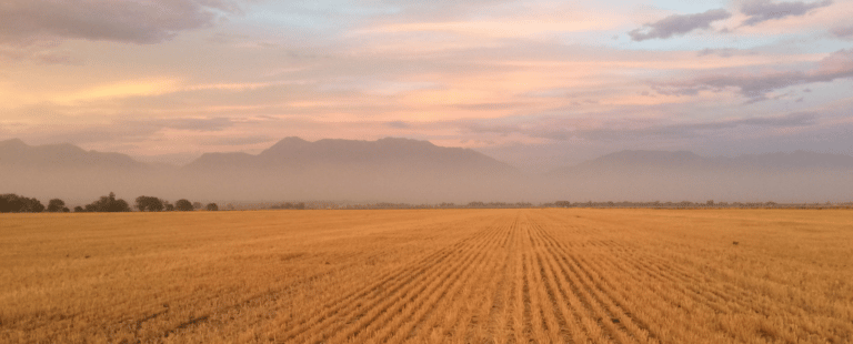 As últimas décadas da agropecuária de grandes extensões de terra, ou, o que vamos fazer com nossas terras