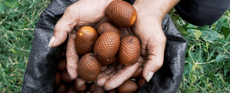 Ogilvy Peru e Honda apresentam solução para contribuir com a floresta Amazônica Peruana
