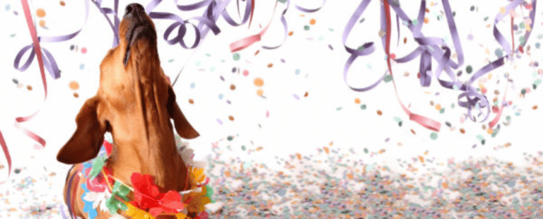 Petlove cria bloquinho de carnaval especial para pets