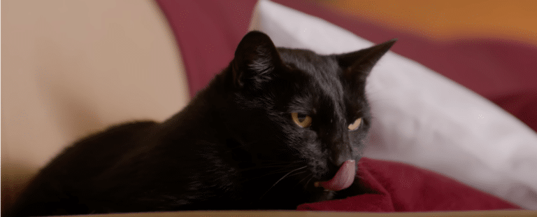 GranPlus, da BRF Pet, mostra que os pets também são exigentes no sabor dos alimentos em nova campanha