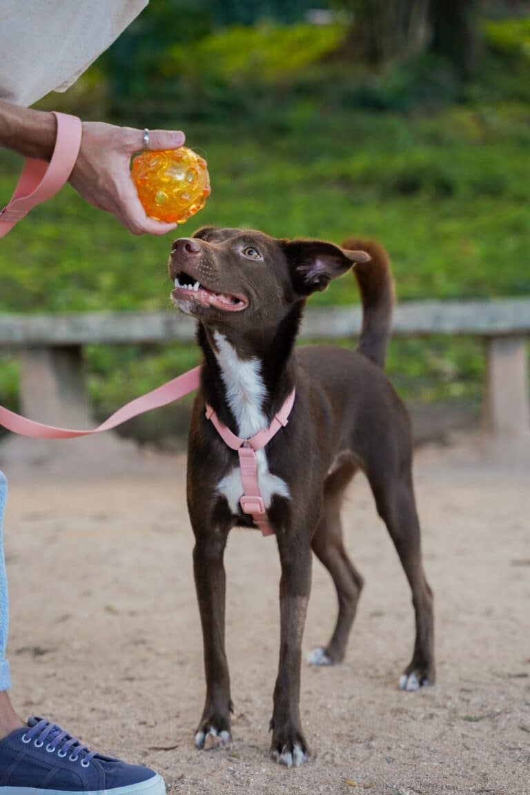 Grupo Petz correaliza o 1° Festival Pet e firma parceria com Parque Ibirapuera para ampliar o bem-estar dos animais