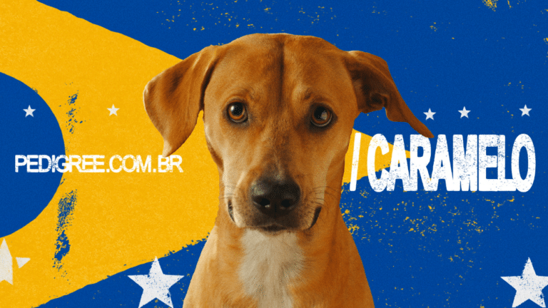 Com participação de Tatá Werneck, PEDIGREE® lança campanha de reconhecimento dos Vira-Lata Caramelo e cães Sem Raça Definida