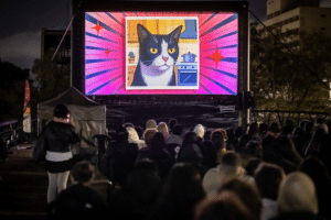 GoldeN GatoFest 2026 festival felino cinema gatos